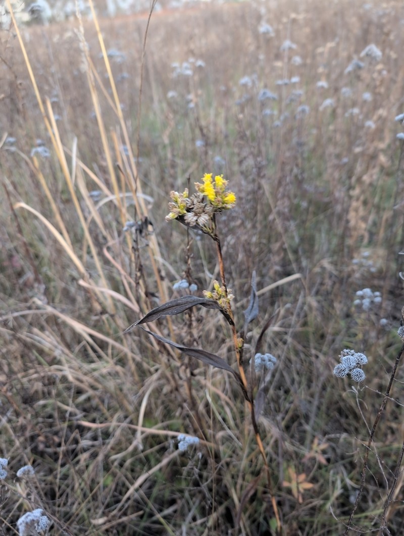 Riddell's Goldenrod photo 6
