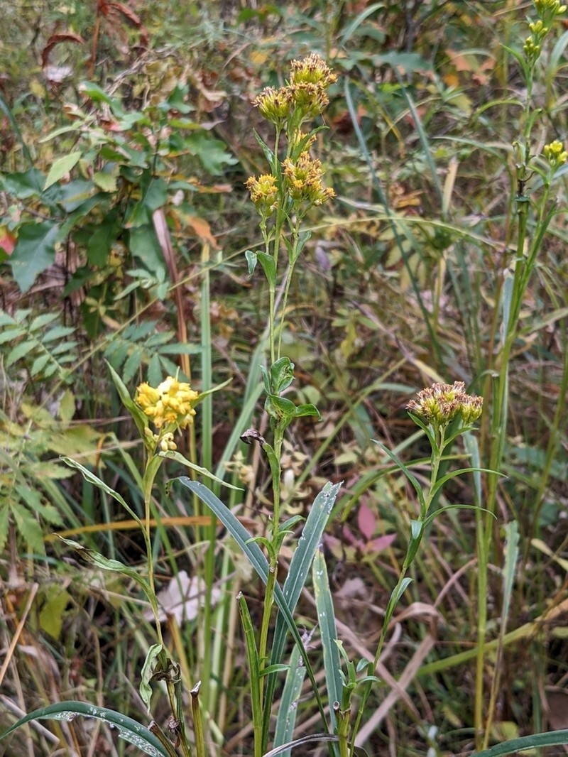 Riddell's Goldenrod photo 7