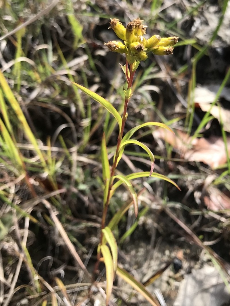 Riddell's Goldenrod photo 8