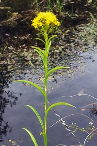 Riddell's Goldenrod