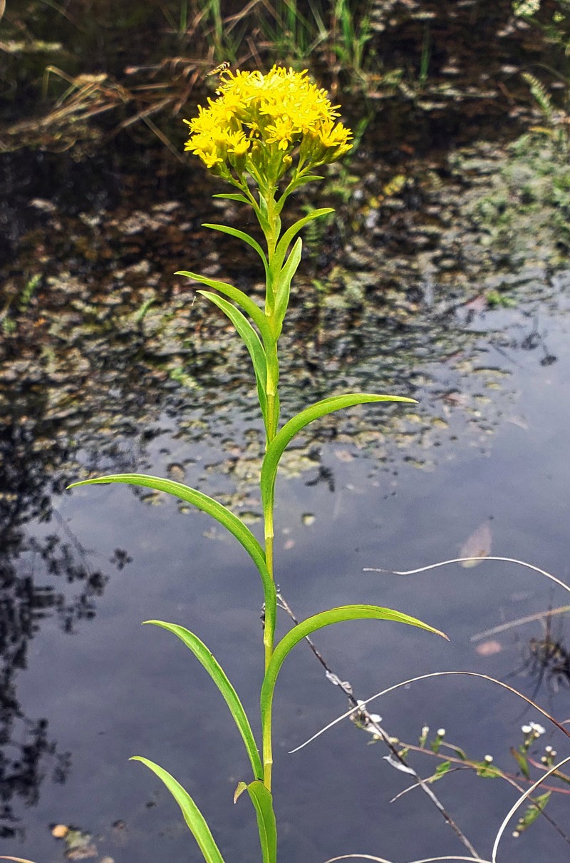 Riddell's Goldenrod