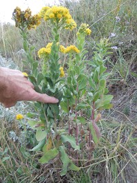 Solidago rigida