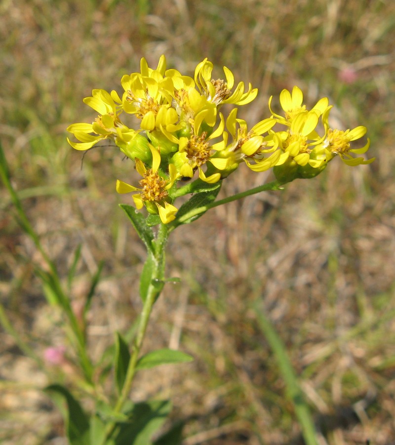 Solidago rigida photo 2