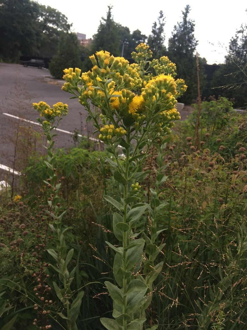 Solidago rigida photo 3