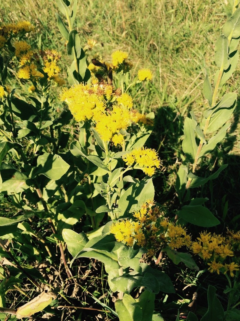 Solidago rigida photo 4