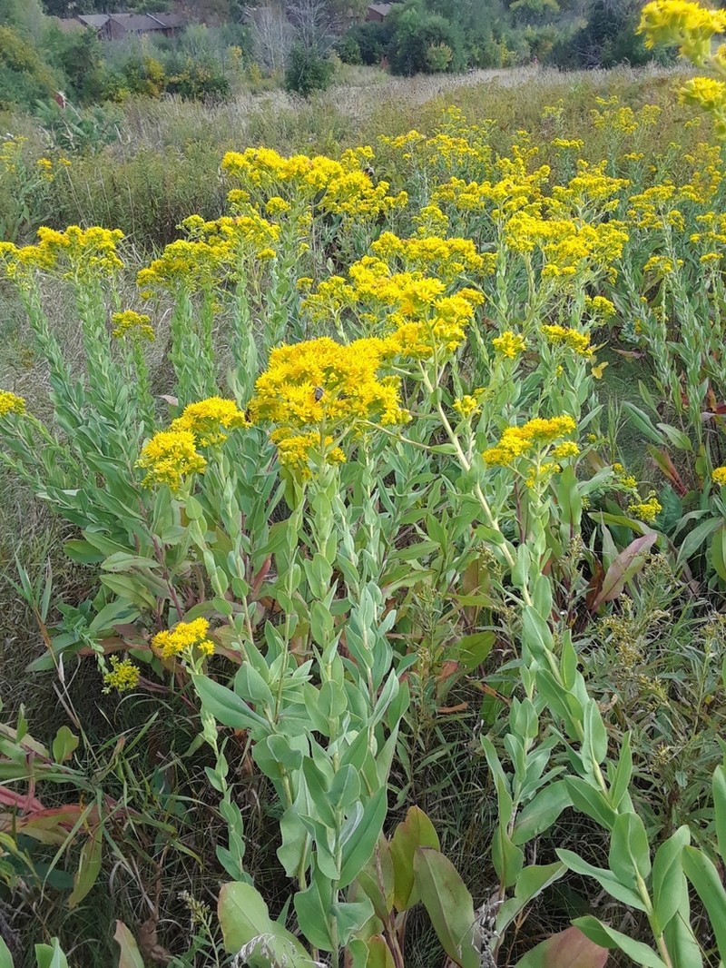 Solidago rigida photo 5