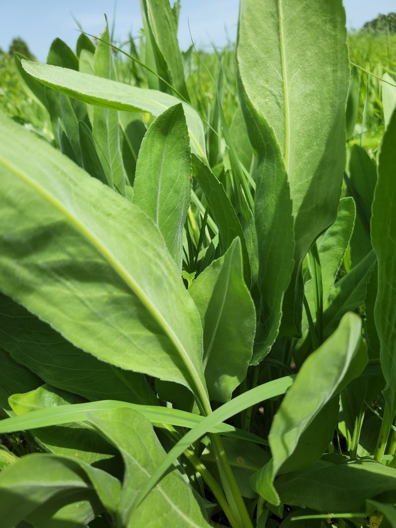 Solidago rigida photo 6