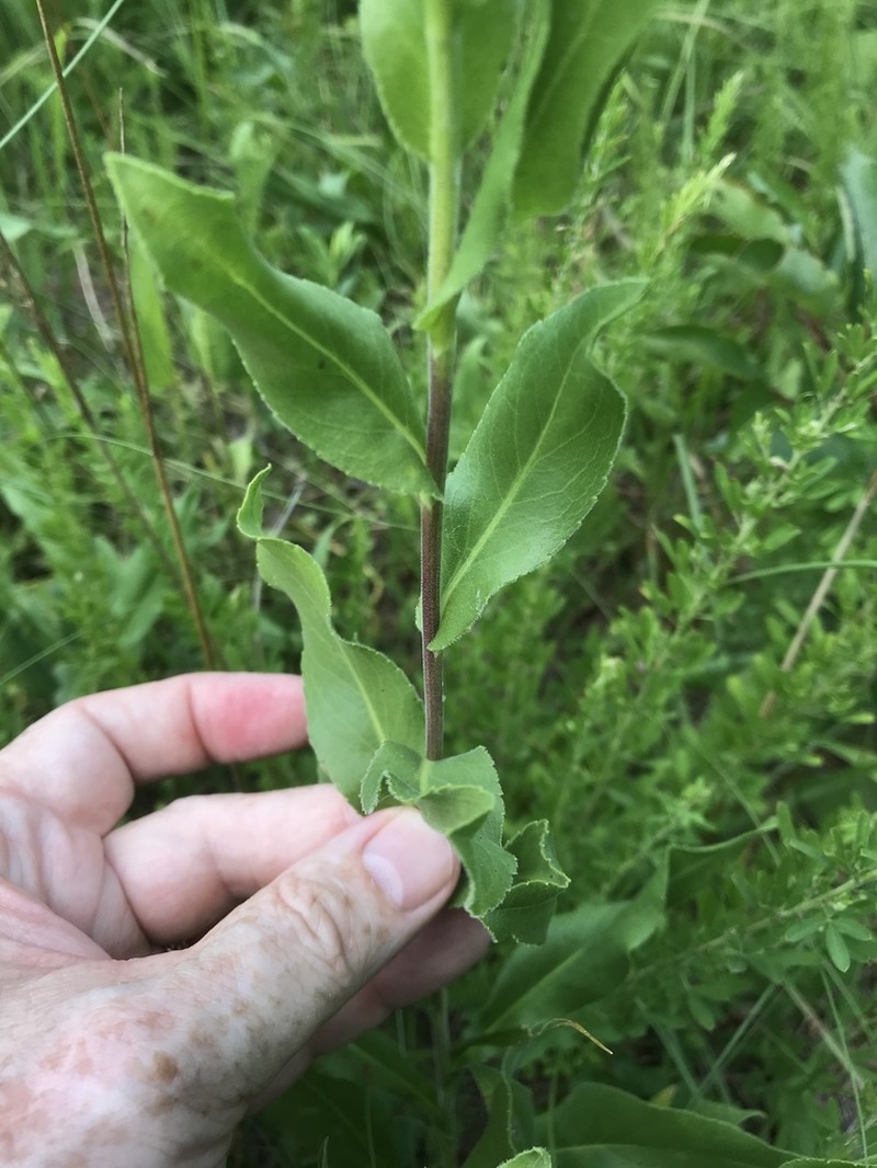 Solidago rigida photo 7