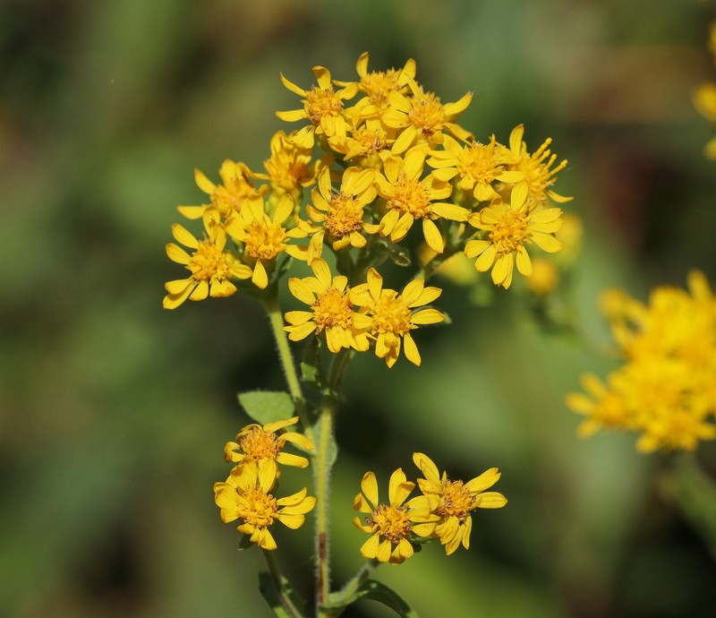 Solidago rigida subsp. glabrata
