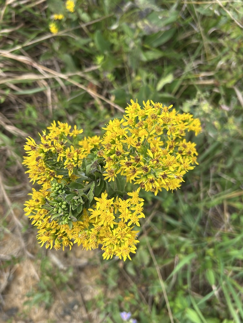 Solidago rigida subsp. glabrata photo 2