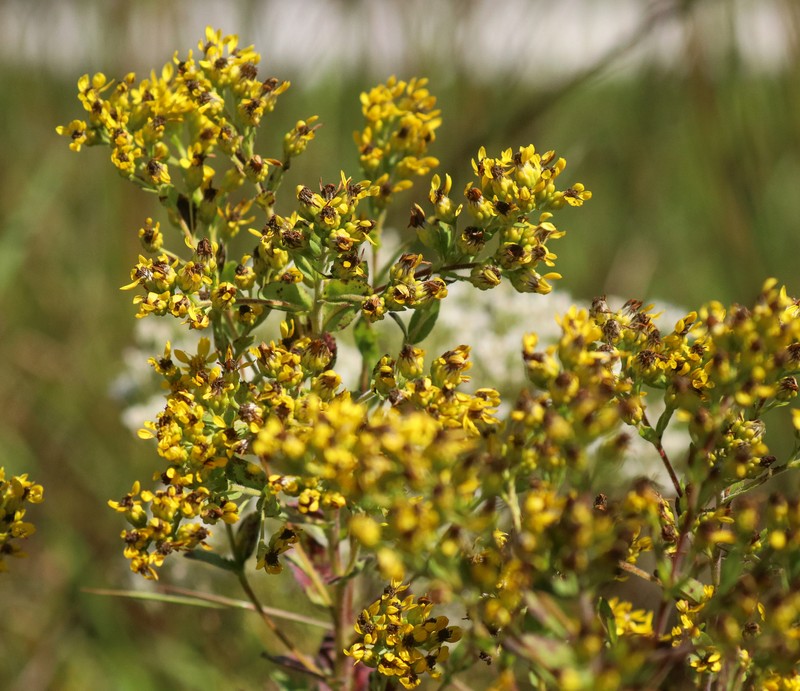 Solidago rigida subsp. glabrata photo 3