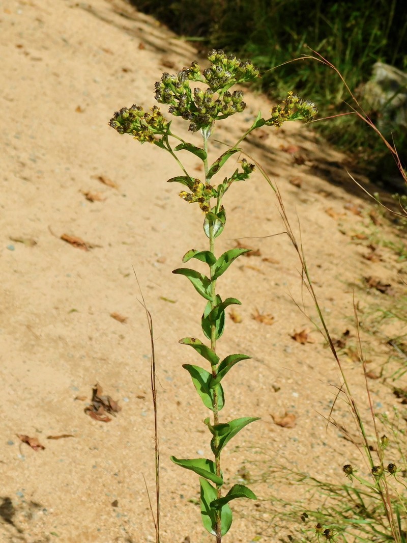 Solidago rigida subsp. glabrata photo 4