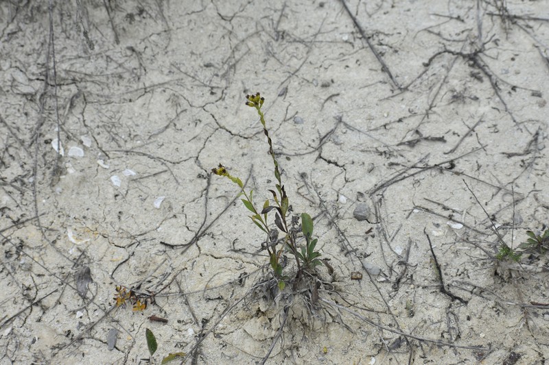 Solidago rigida subsp. glabrata photo 5