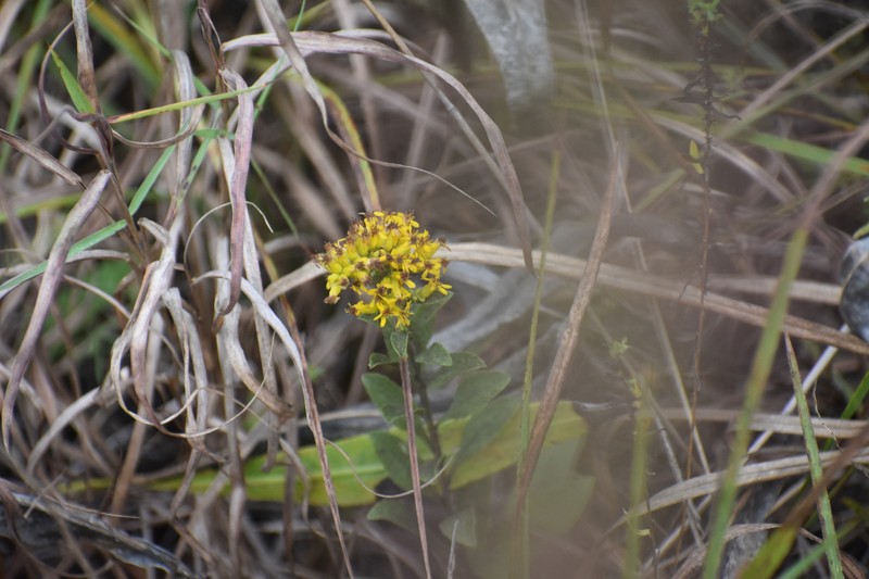 Solidago rigida subsp. glabrata photo 6