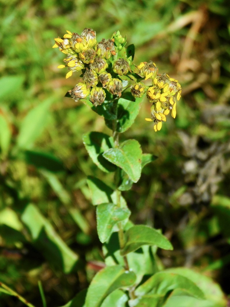 Solidago rigida subsp. glabrata photo 7