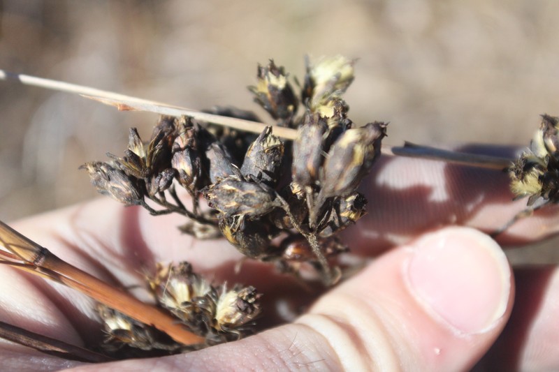 Solidago rigida subsp. glabrata photo 8