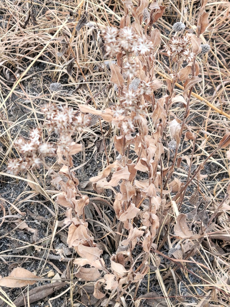 Solidago rigida subsp. humilis