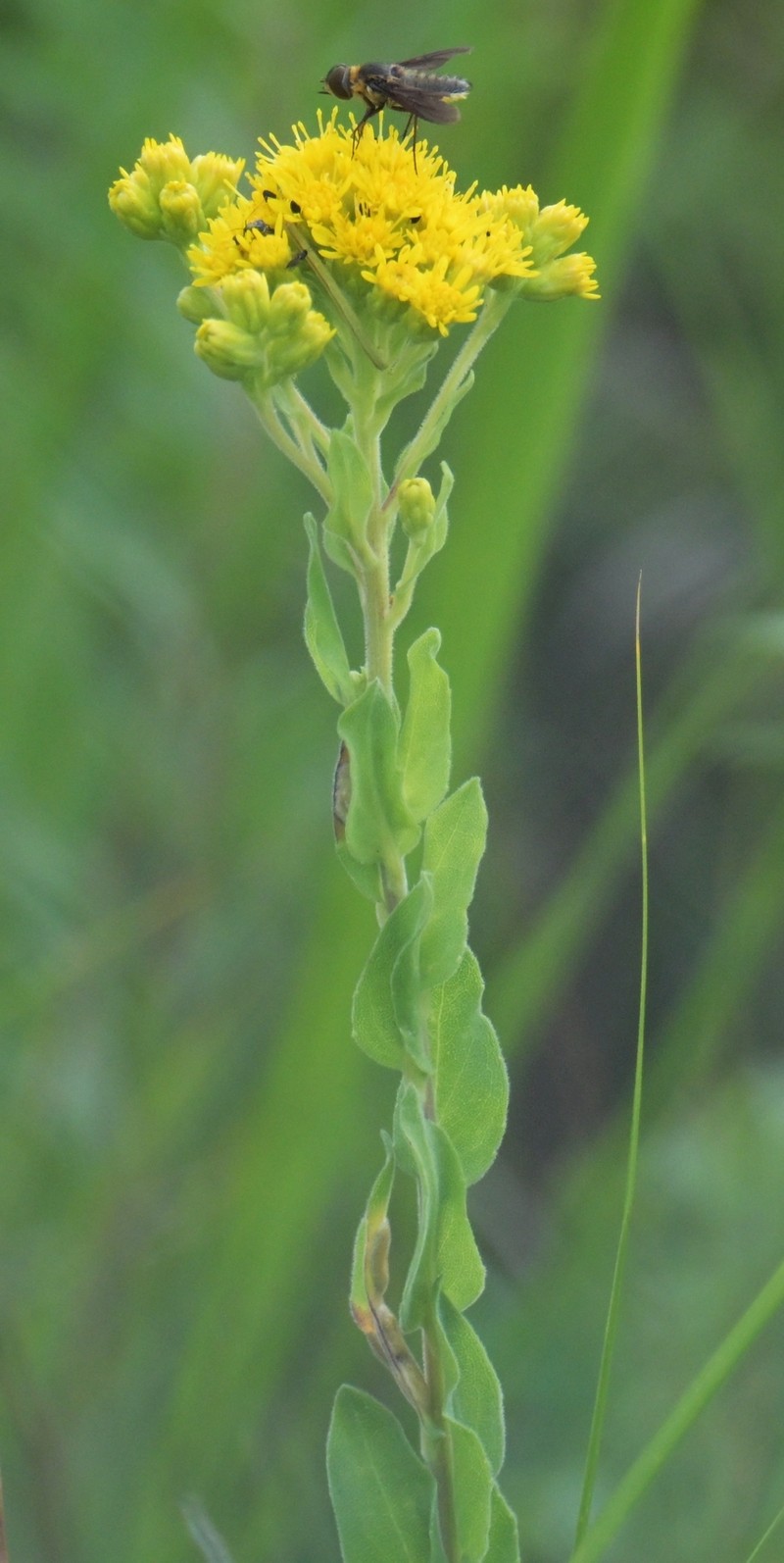 Solidago rigida subsp. humilis photo 2