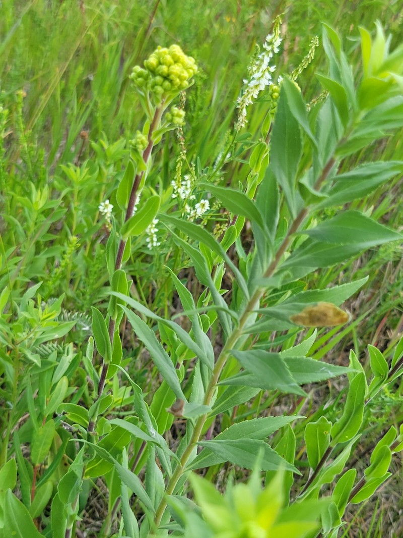 Solidago rigida subsp. humilis photo 3