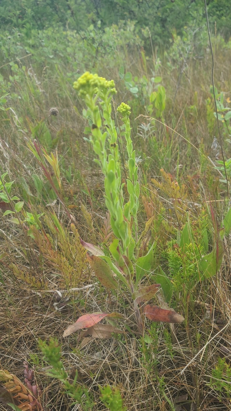 Solidago rigida subsp. humilis photo 4