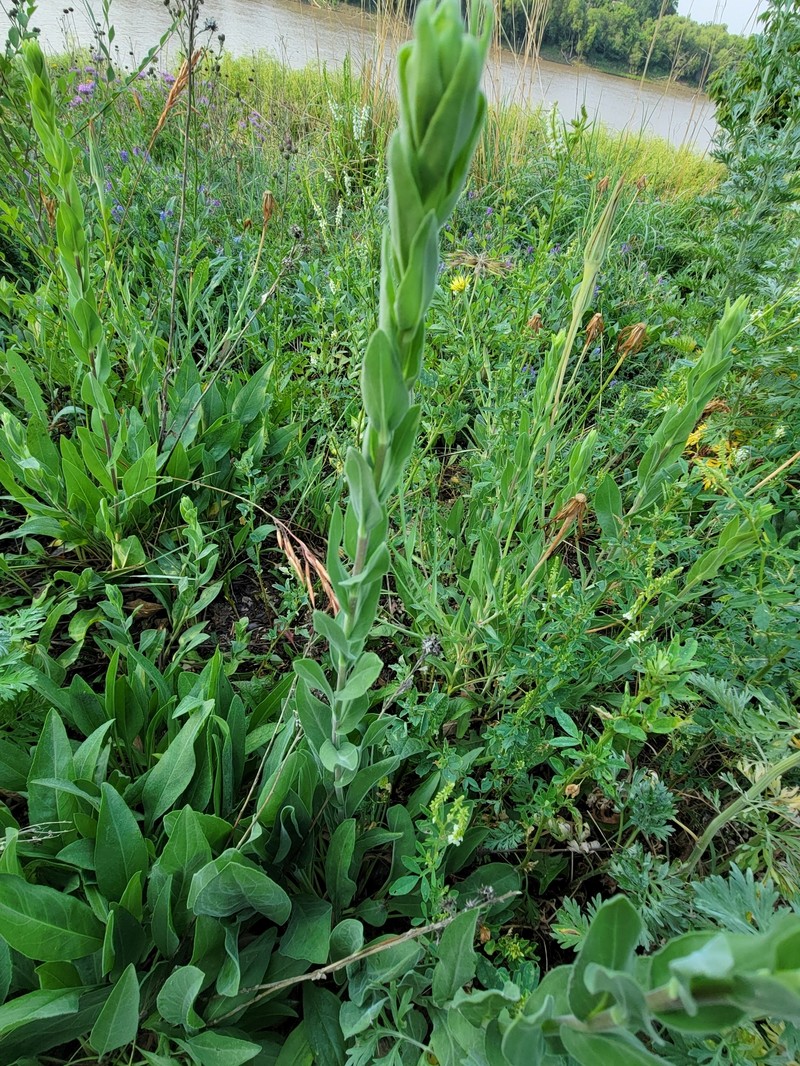 Solidago rigida subsp. humilis photo 5