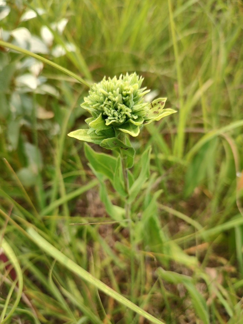 Solidago rigida subsp. humilis photo 6