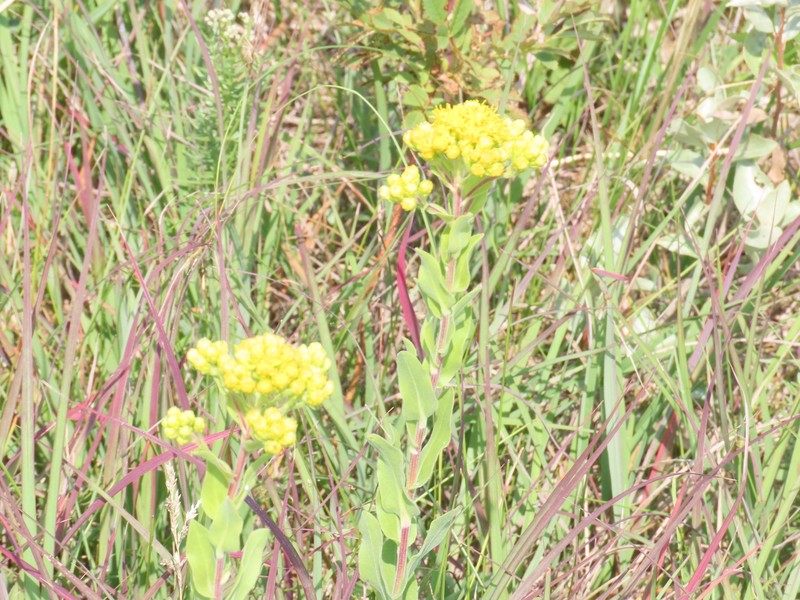 Solidago rigida subsp. humilis photo 7