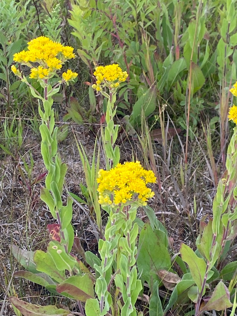 Solidago rigida subsp. humilis photo 8