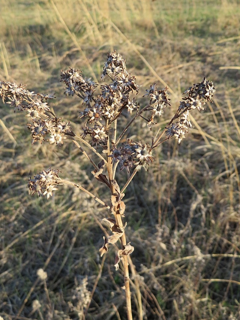 Stiff Goldenrod