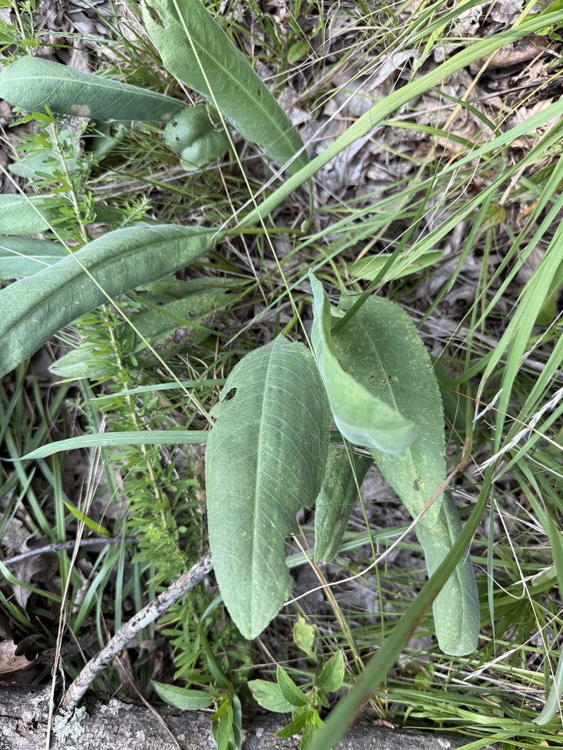 Stiff Goldenrod photo 2