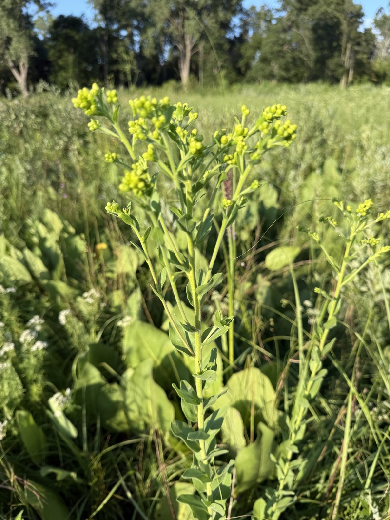 Stiff Goldenrod photo 3