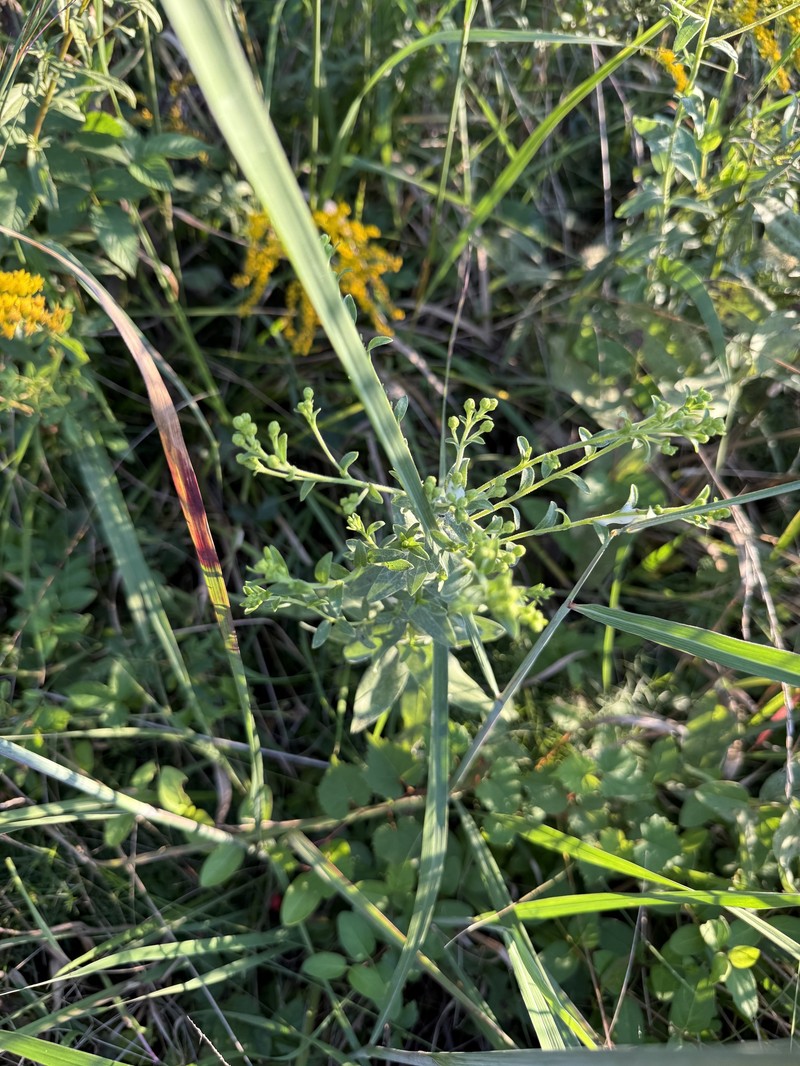 Stiff Goldenrod photo 4