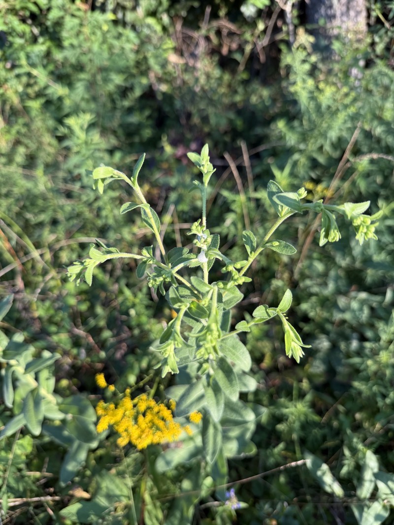 Stiff Goldenrod photo 5