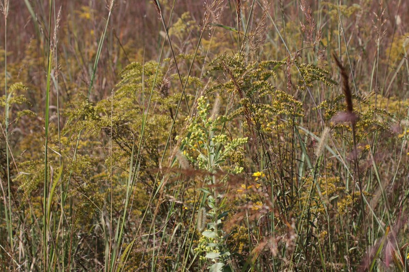 Stiff Goldenrod photo 6