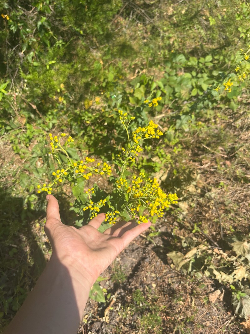 Stiff Goldenrod photo 7
