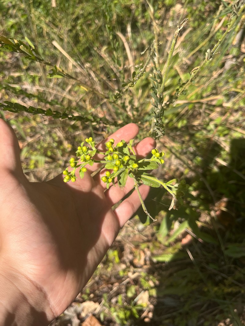 Stiff Goldenrod photo 8