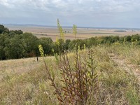 Solidago rigidiuscula