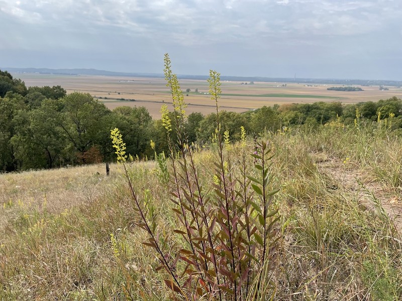 Solidago rigidiuscula