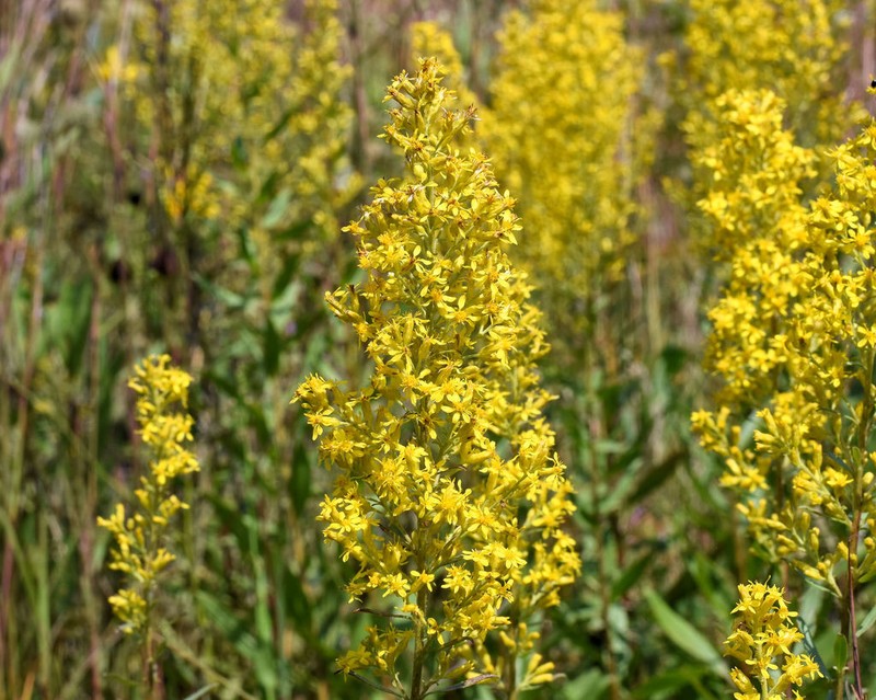Solidago rigidiuscula photo 2