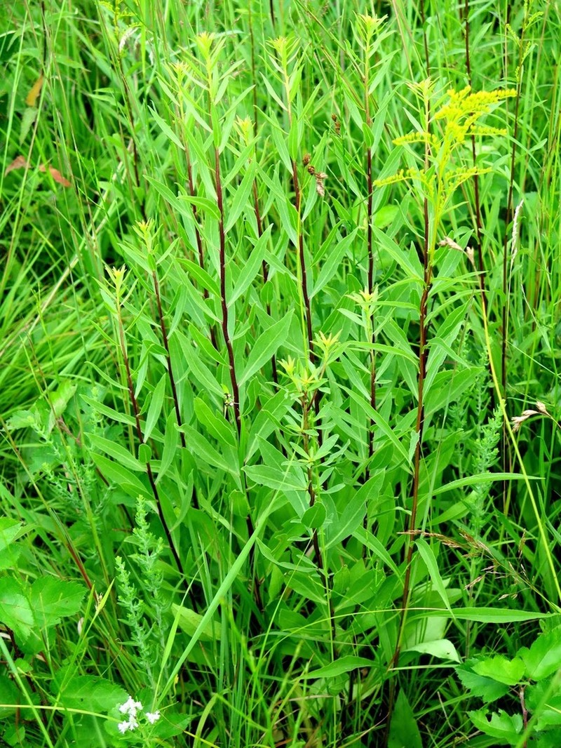 Solidago rigidiuscula photo 3