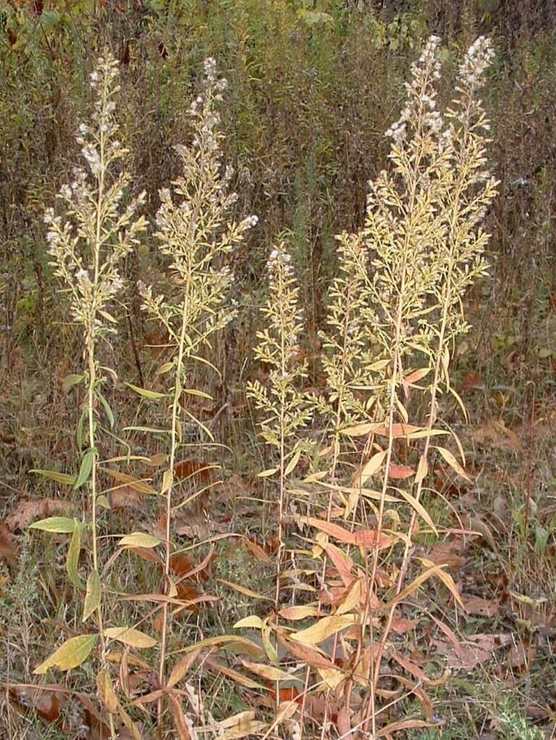 Solidago rigidiuscula photo 4