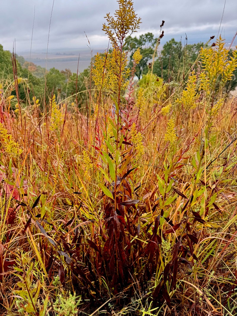 Solidago rigidiuscula photo 5