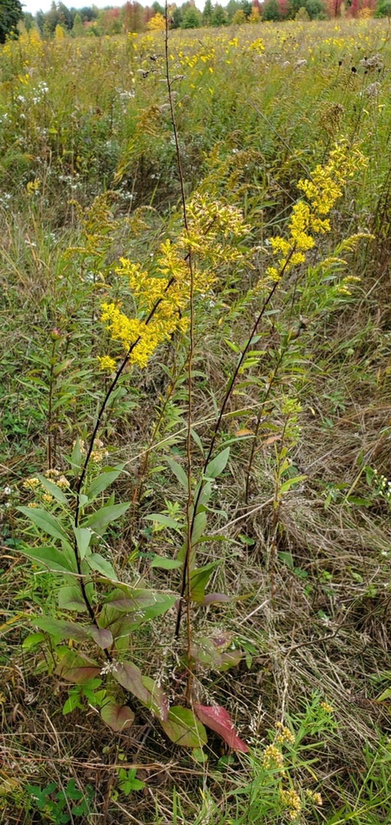 Solidago rigidiuscula photo 6