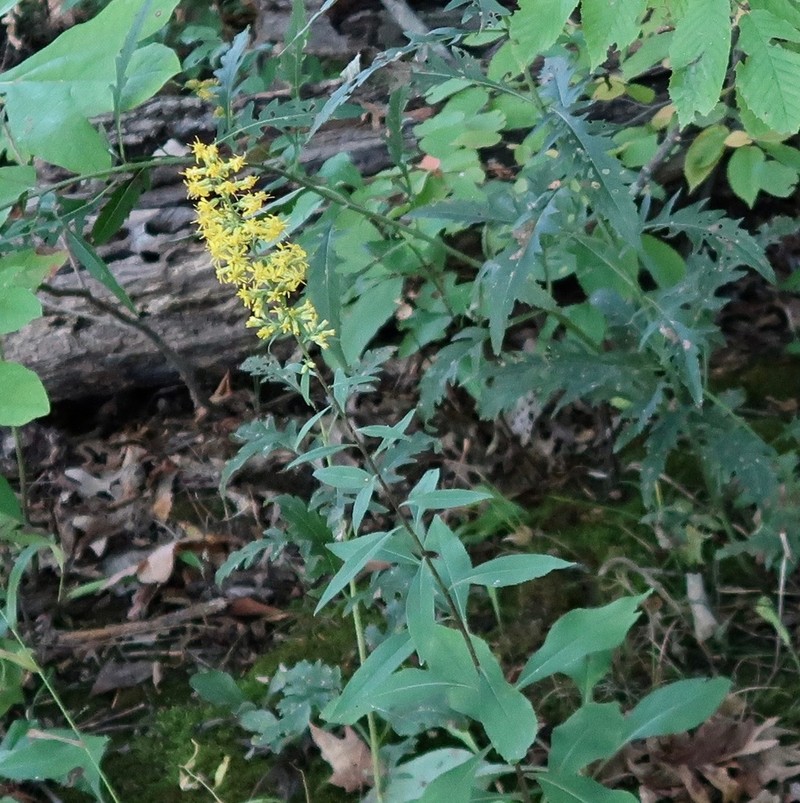 Solidago rigidiuscula photo 7