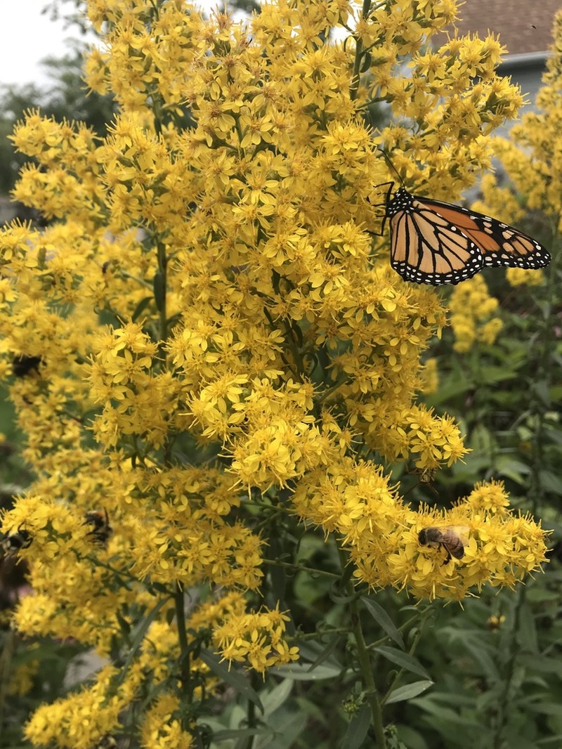 Solidago rigidiuscula photo 8