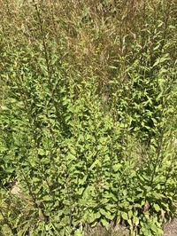 Roan Mountain Goldenrod