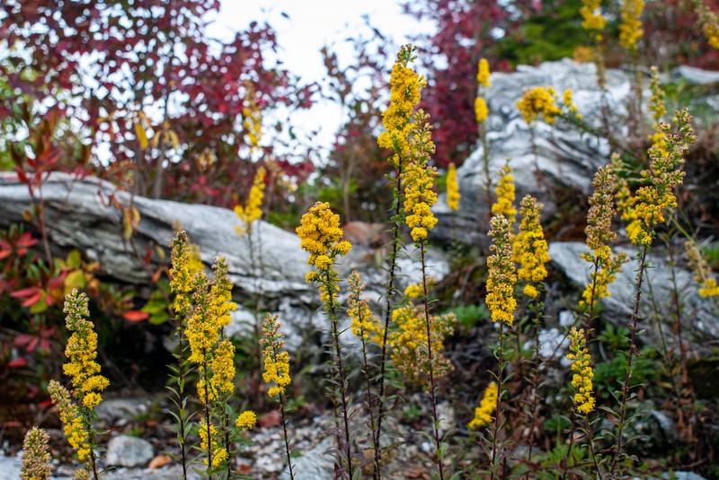 Roan Mountain Goldenrod photo 2