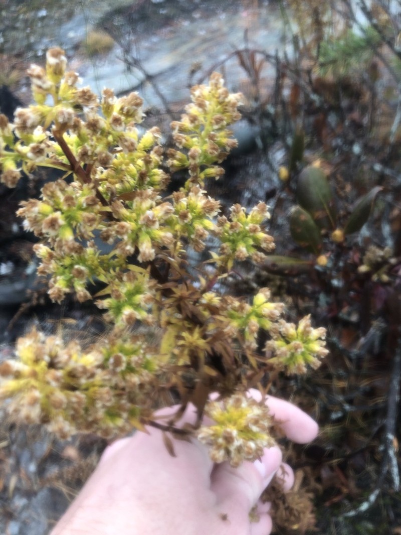 Roan Mountain Goldenrod photo 3