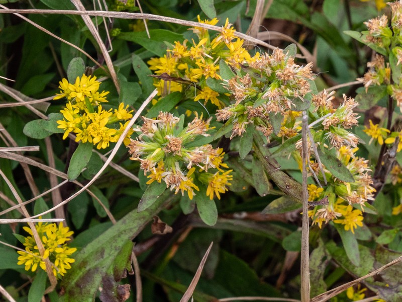 Roan Mountain Goldenrod photo 4