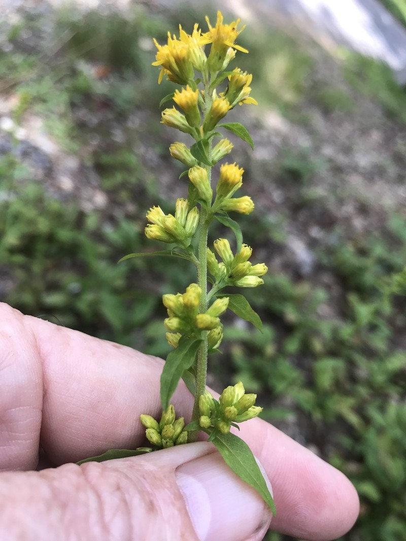 Roan Mountain Goldenrod photo 5